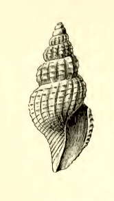 Image of Rimosodaphnella Cossmann 1916