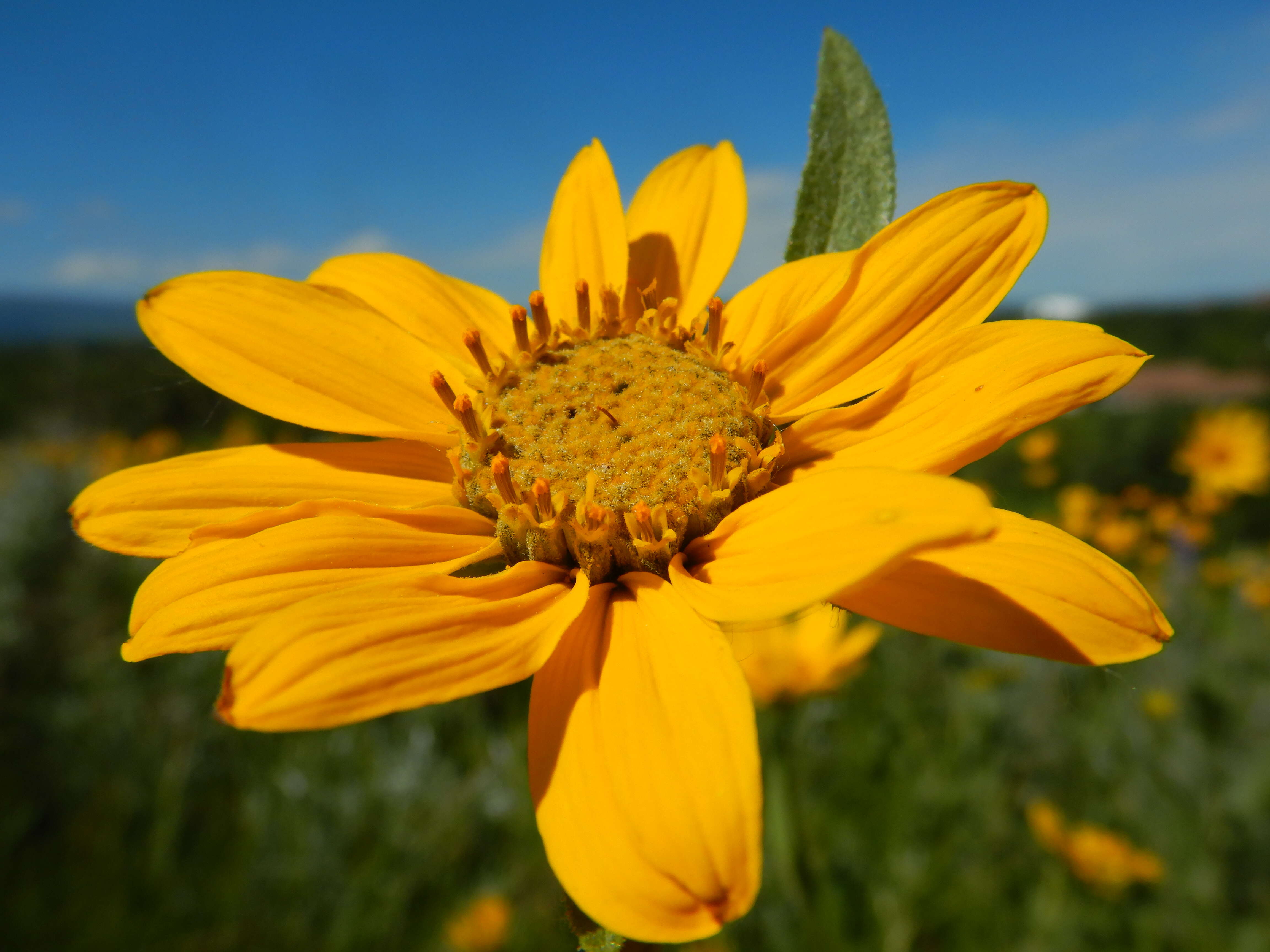 Sivun Helianthella uniflora (Nutt.) Torr. & A. Gray kuva