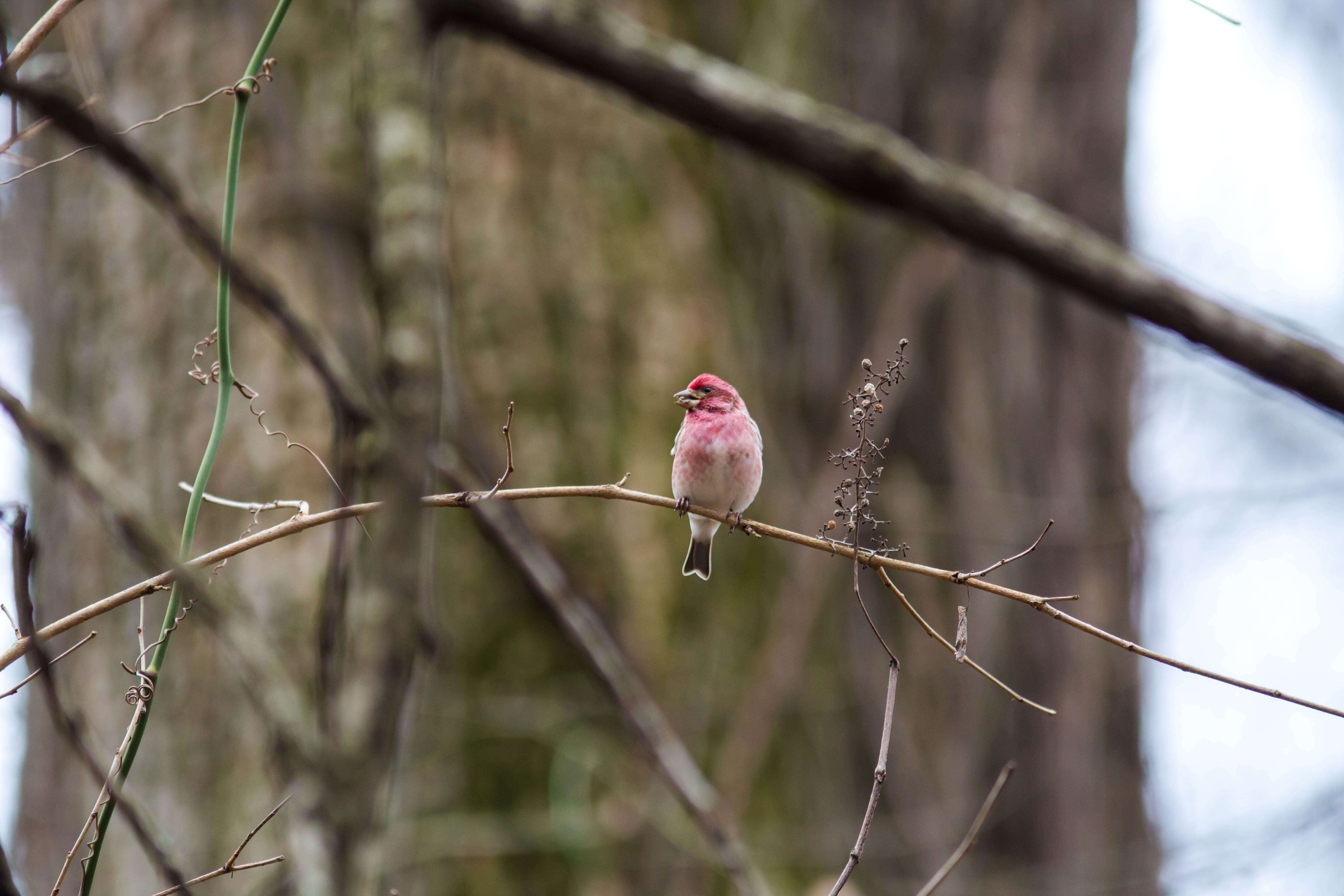 Image of Purple Finch