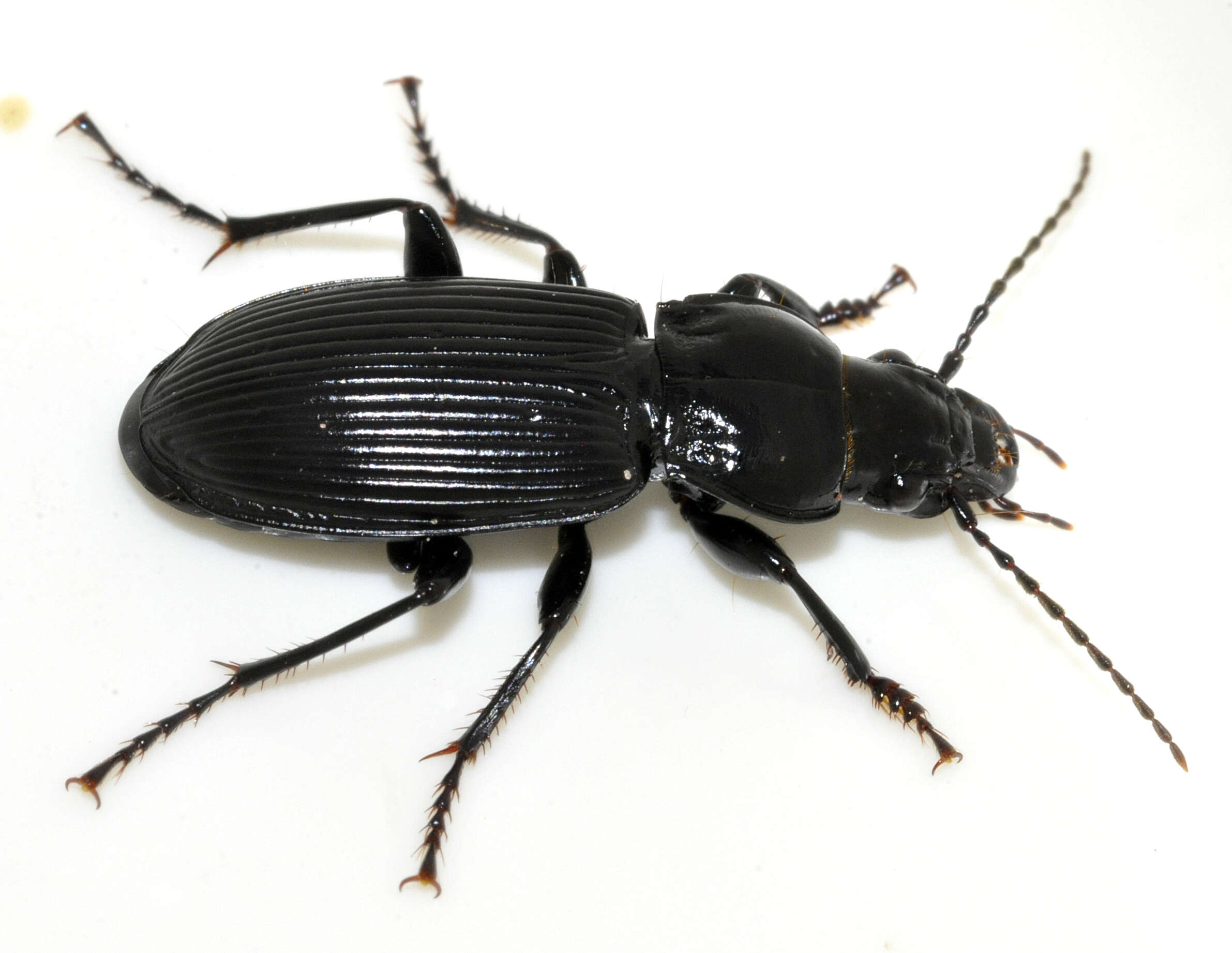 Image of Carabidae