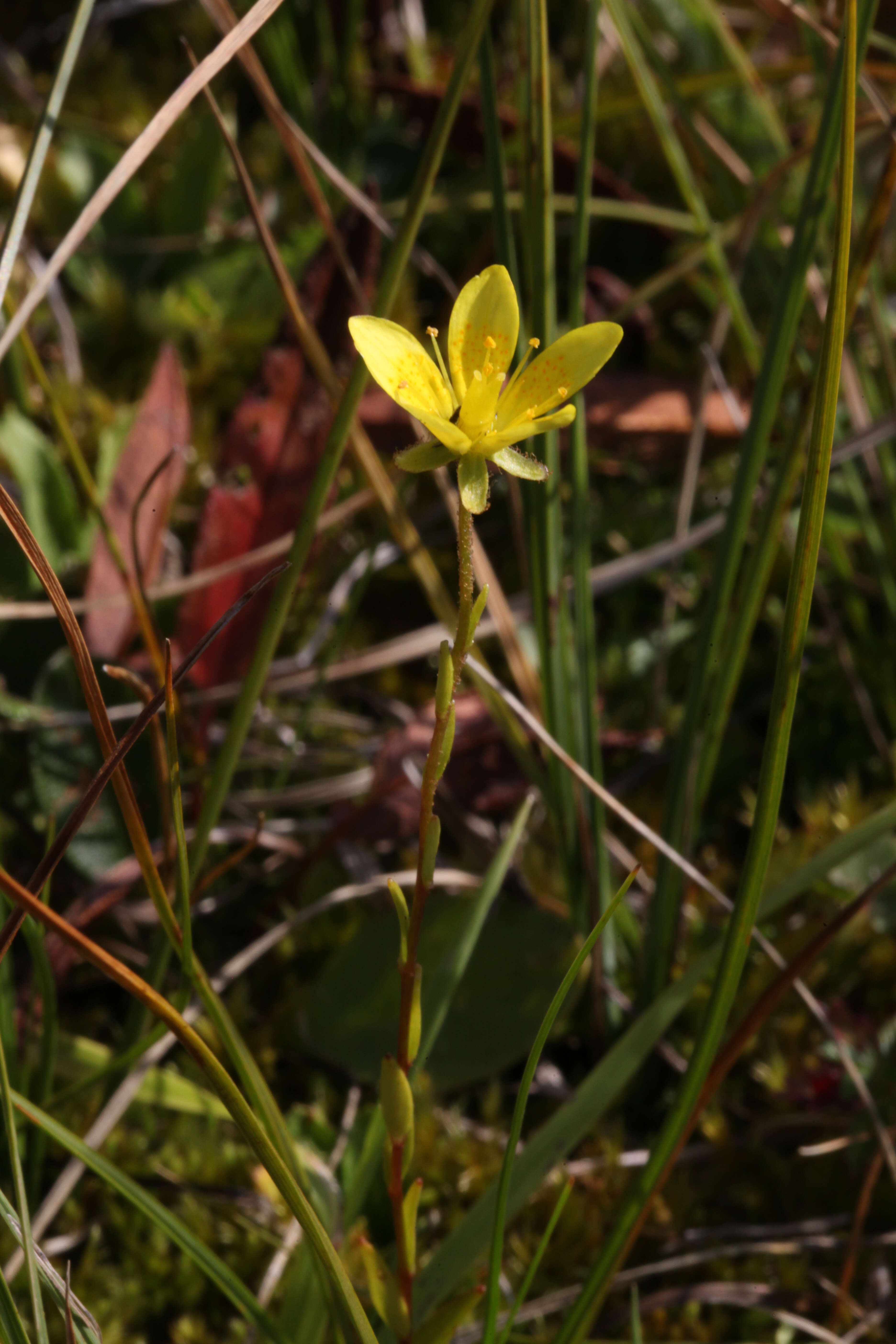 Слика од Saxifraga hirculus L.