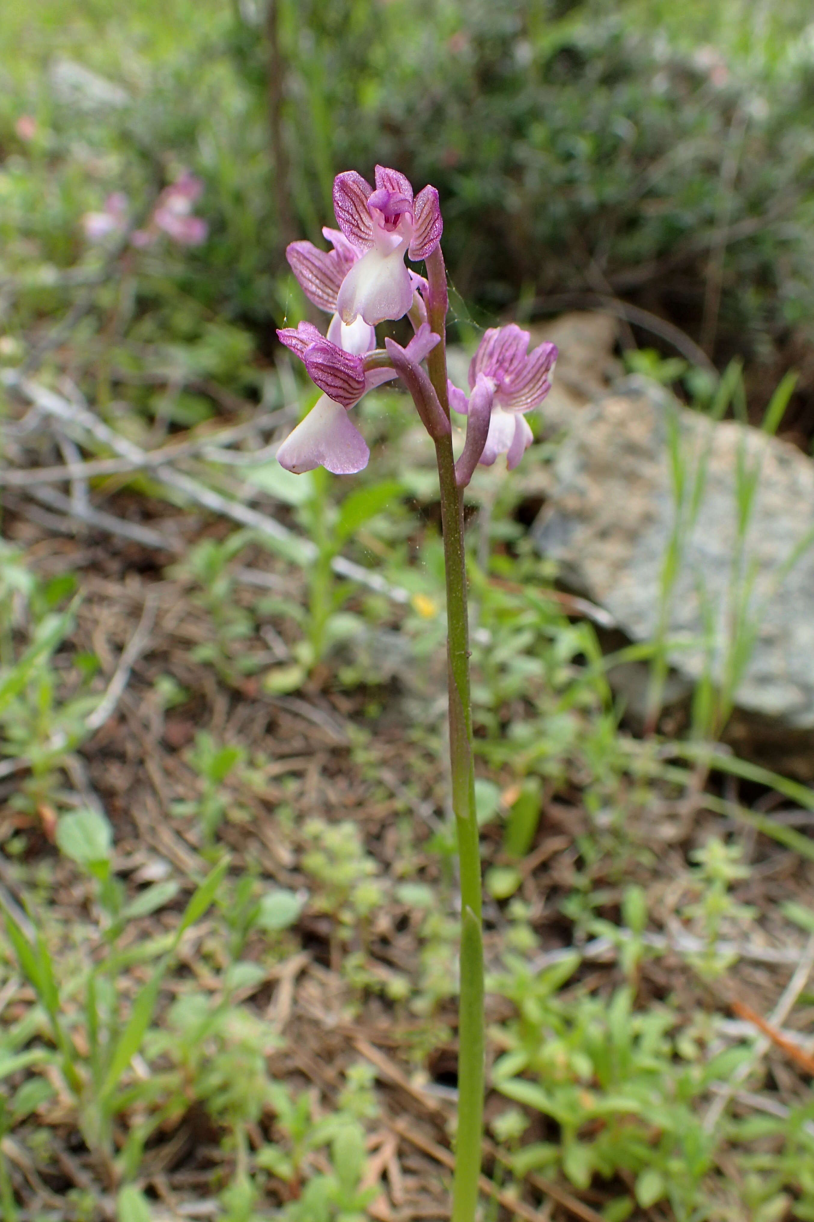 Image of Anacamptis morio subsp. syriaca (E. G. Camus) H. Kretzschmar, Eccarius & H. Dietr.