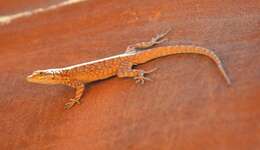 Image of common side-blotched lizard