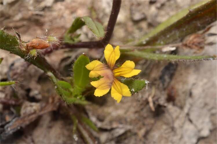 Слика од Goodenia pilosa (R. Br.) R. Carolin