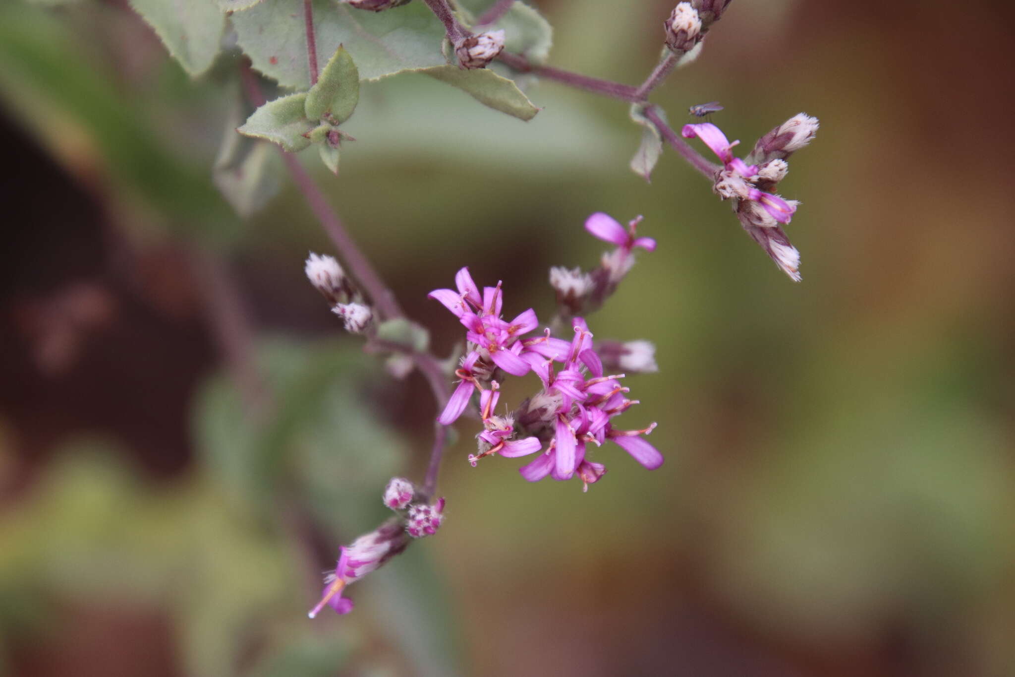 Plancia ëd Acourtia microcephala DC.