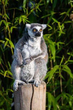 Image of Lemur Linnaeus 1758