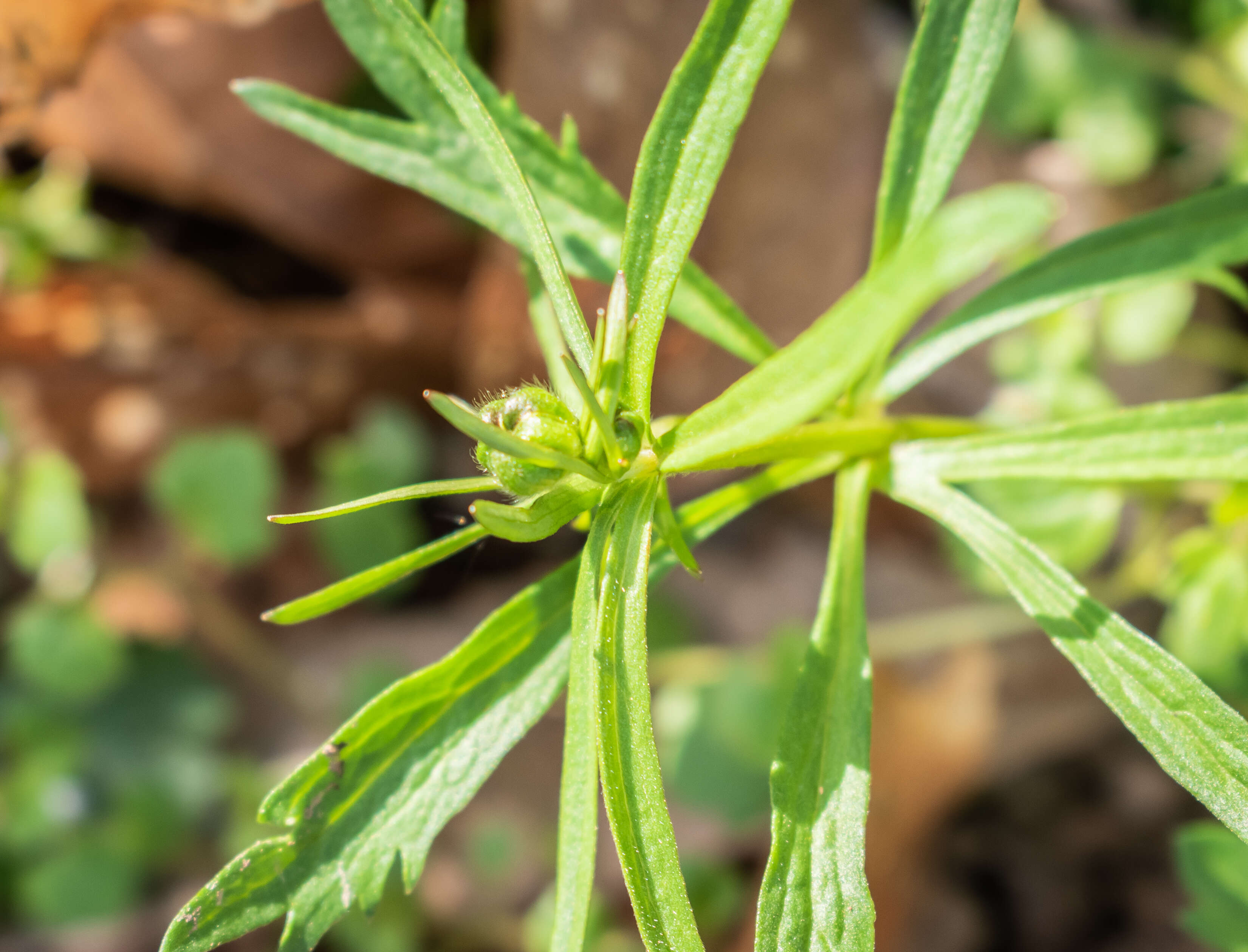 Image of Goldilocks Buttercup