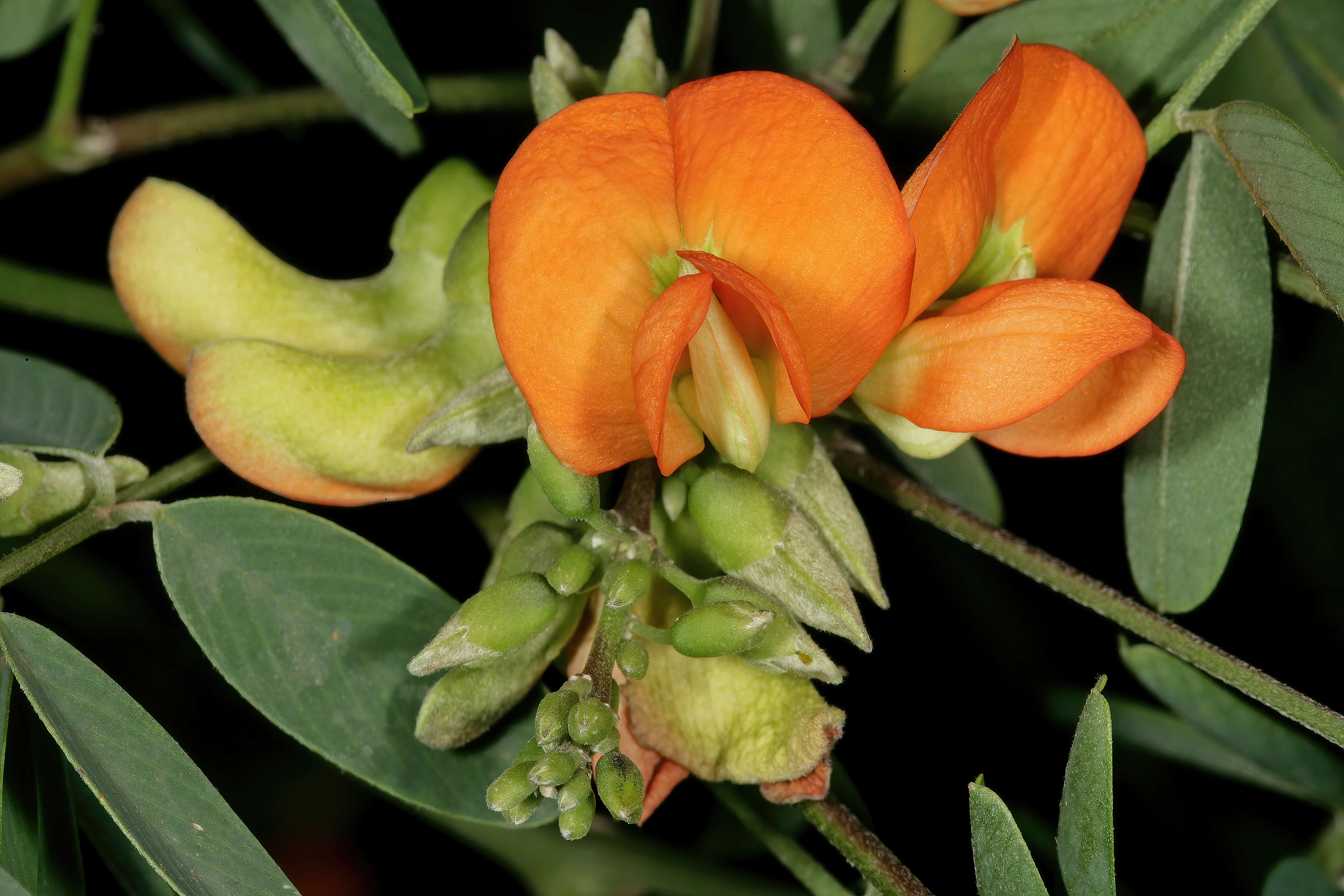 Image of Tephrosia pondoensis