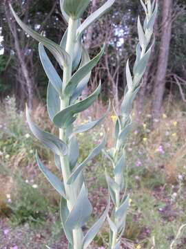 Image of broomleaf toadflax