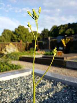 Image of smallflower hawksbeard