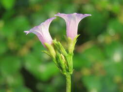 Plancia ëd Ipomoea triloba L.