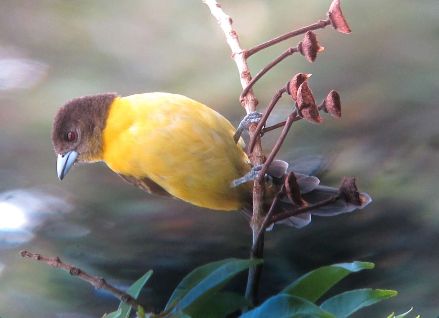 Image of Flame-rumped Tanager