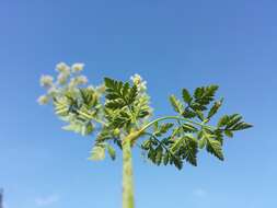 Image of poison hemlock