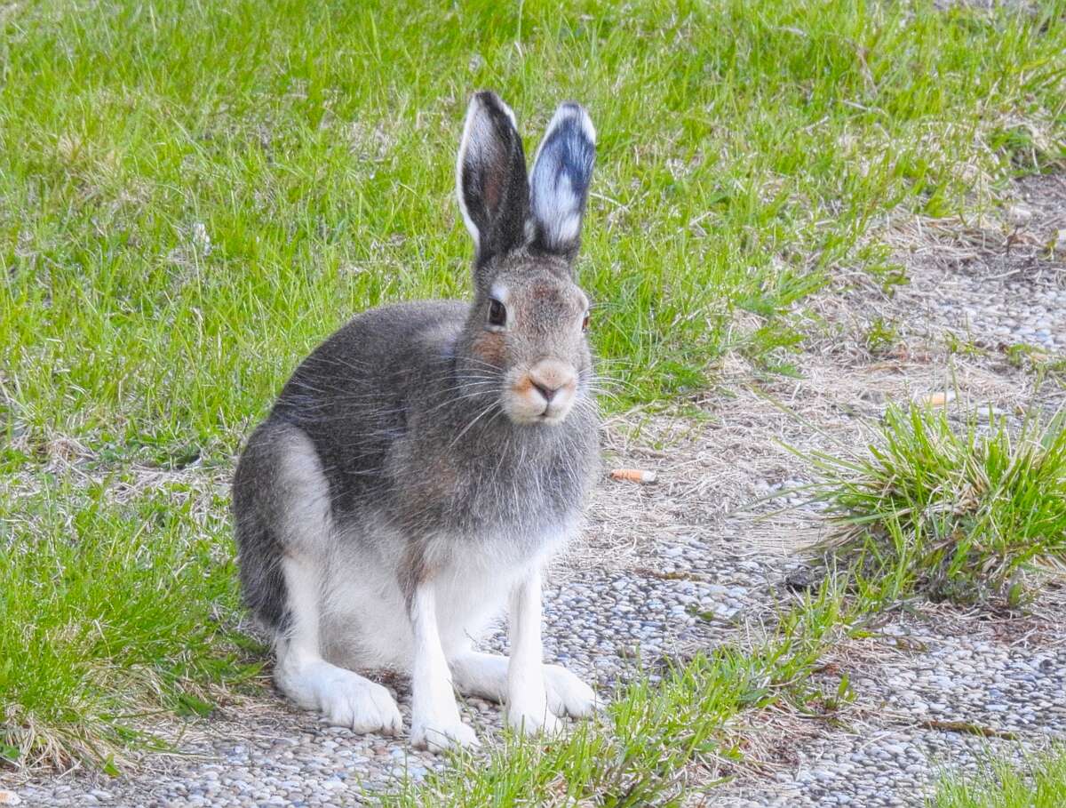 Lepus timidus Linnaeus 1758 resmi