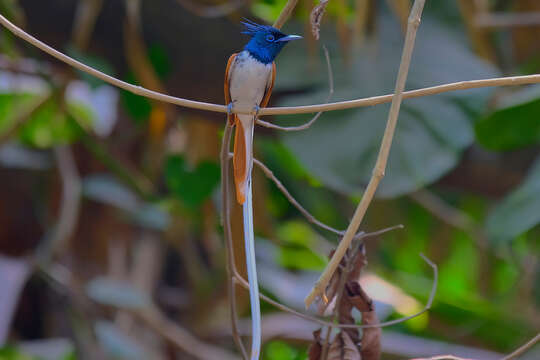 Image of Asian Paradise-Flycatcher