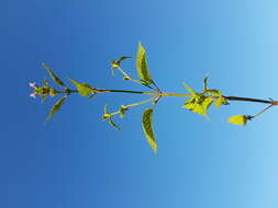 Image of Downy Hemp Nettle