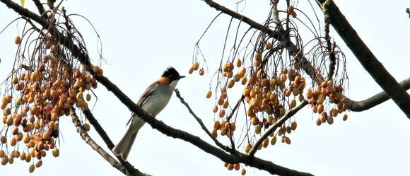 Image of Chestnut Bulbul