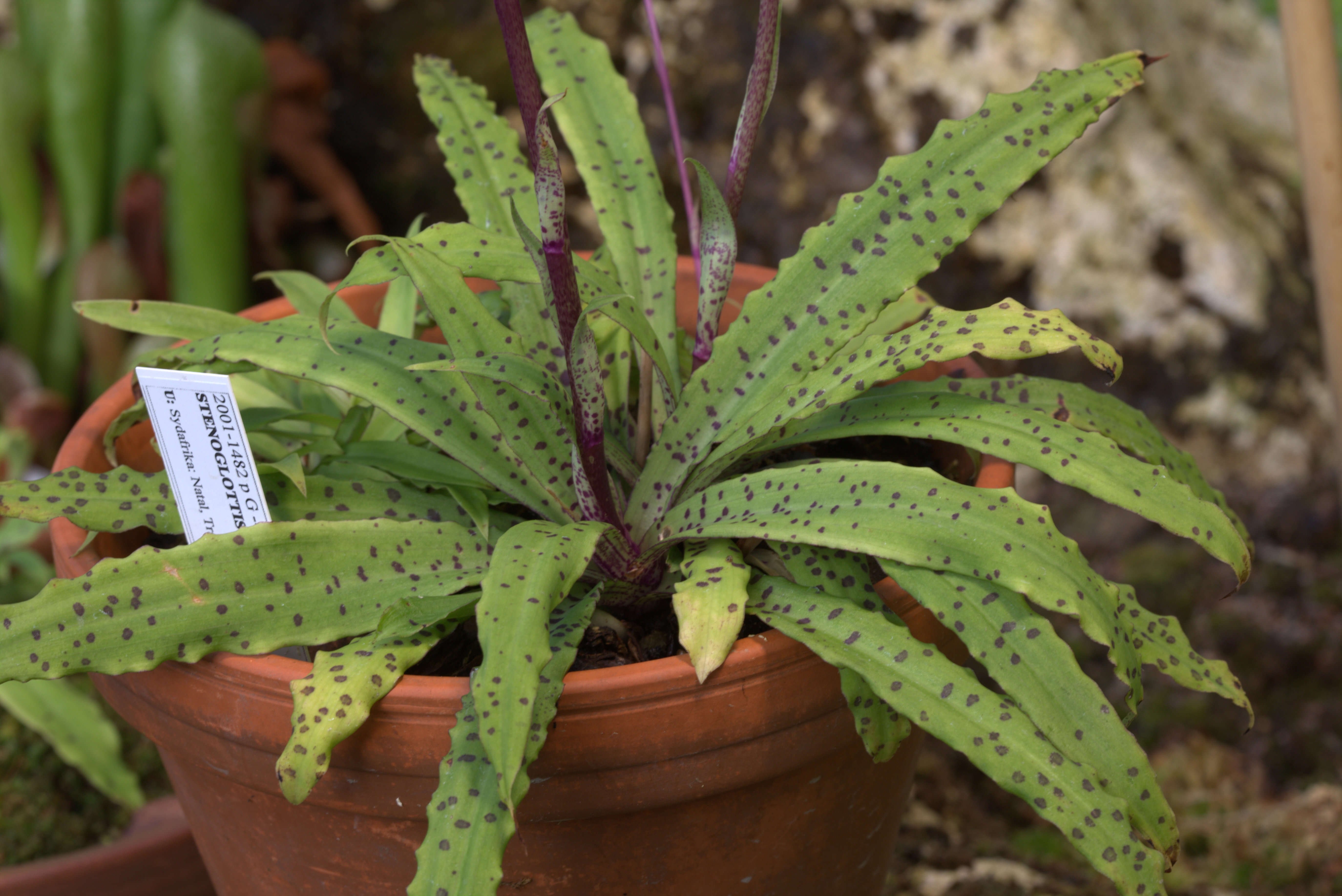 Image of Stenoglottis longifolia Hook. fil.