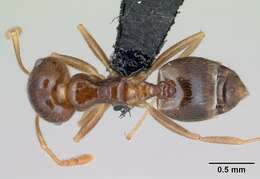 Image of Crematogaster adrepens Forel 1897