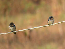 Image of Hirundo Linnaeus 1758