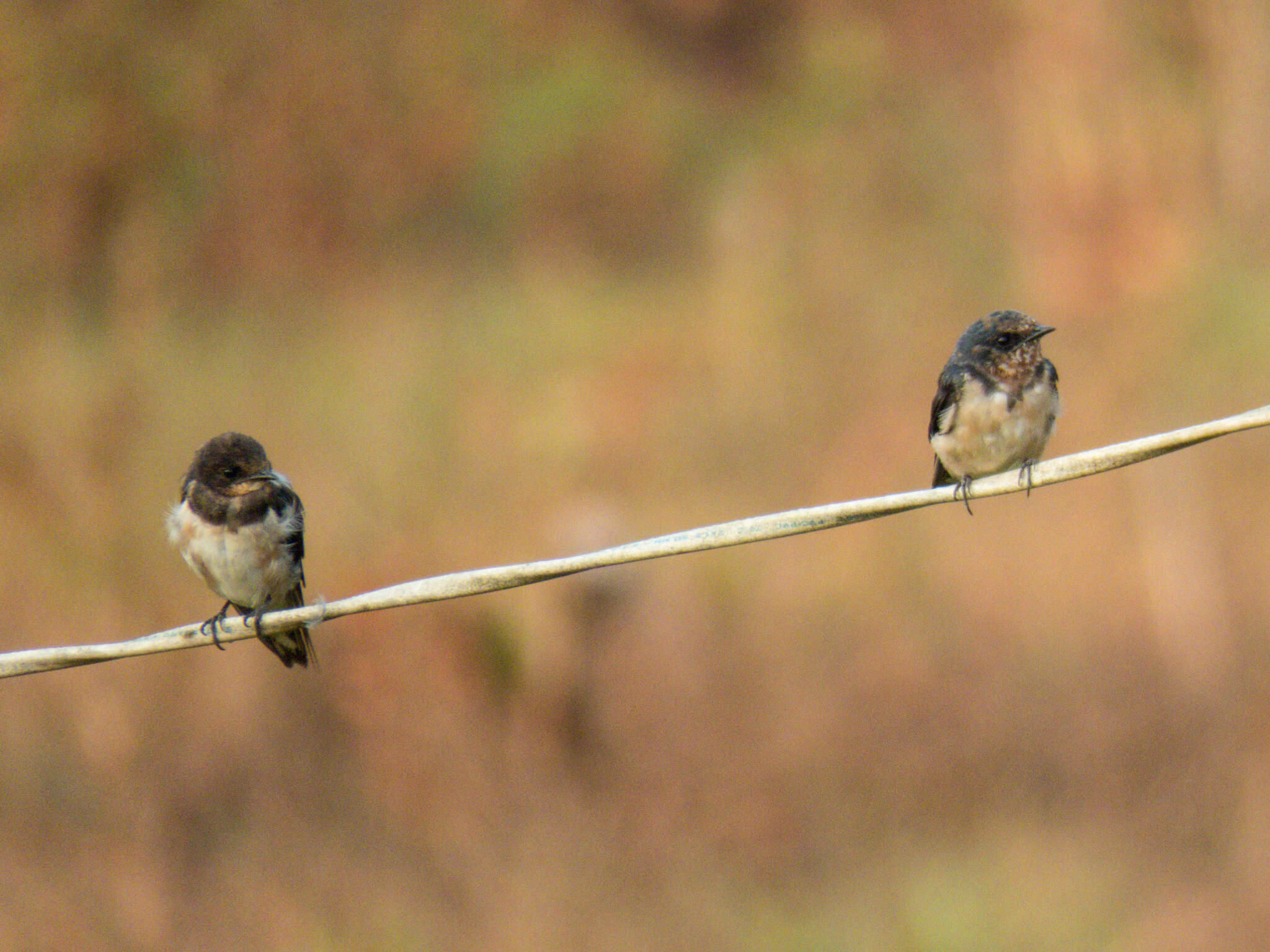 Image of Hirundo Linnaeus 1758