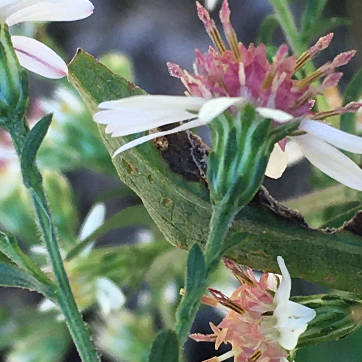 Image of calico aster