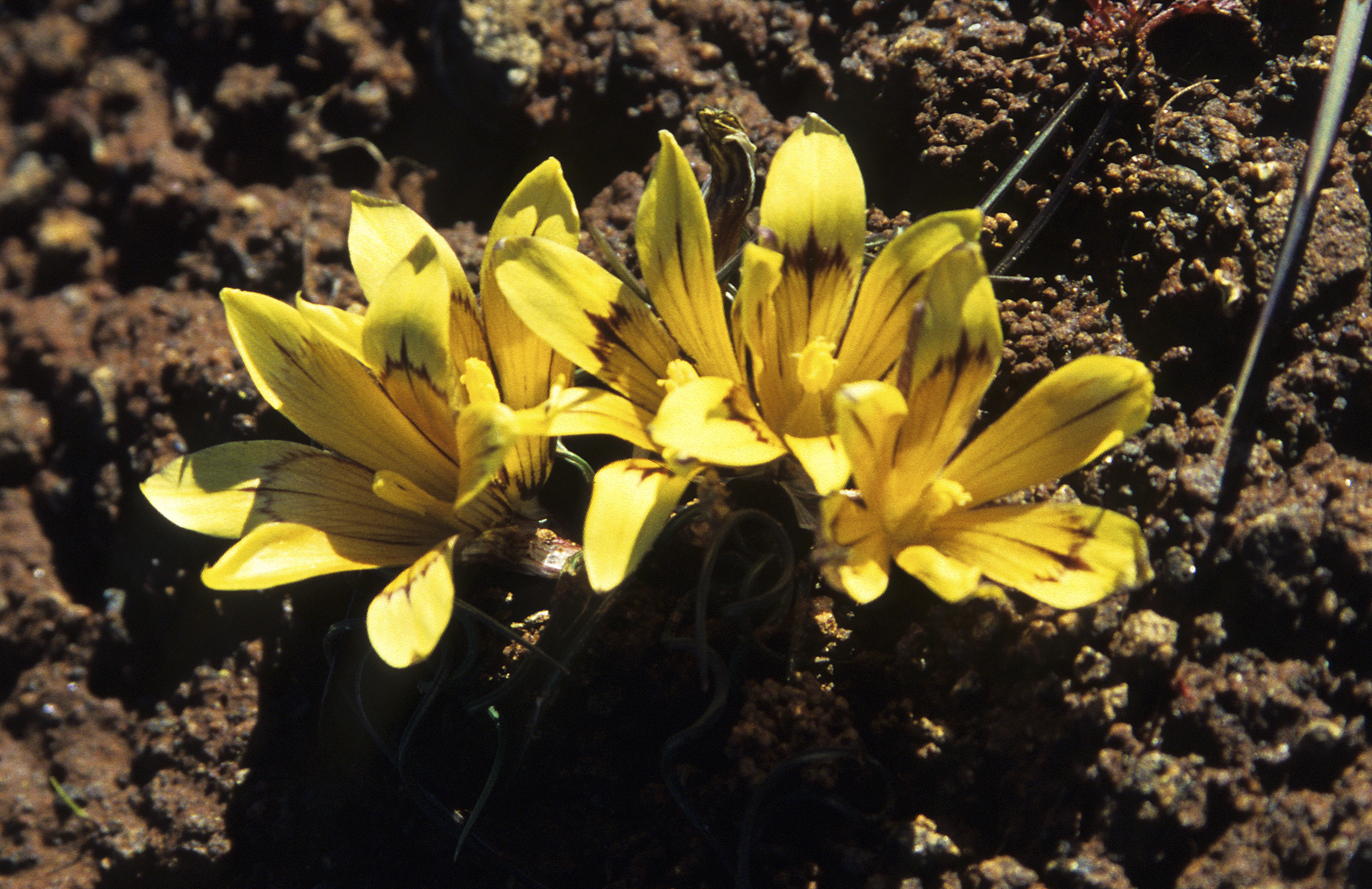 Image of Romulea tortuosa (Licht. ex Roem. & Schult.) Baker