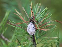 Image of Pine Resin Gall Moth