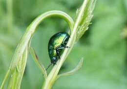 Image of Chrysolina herbacea