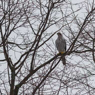 Image of Eurasian Goshawk