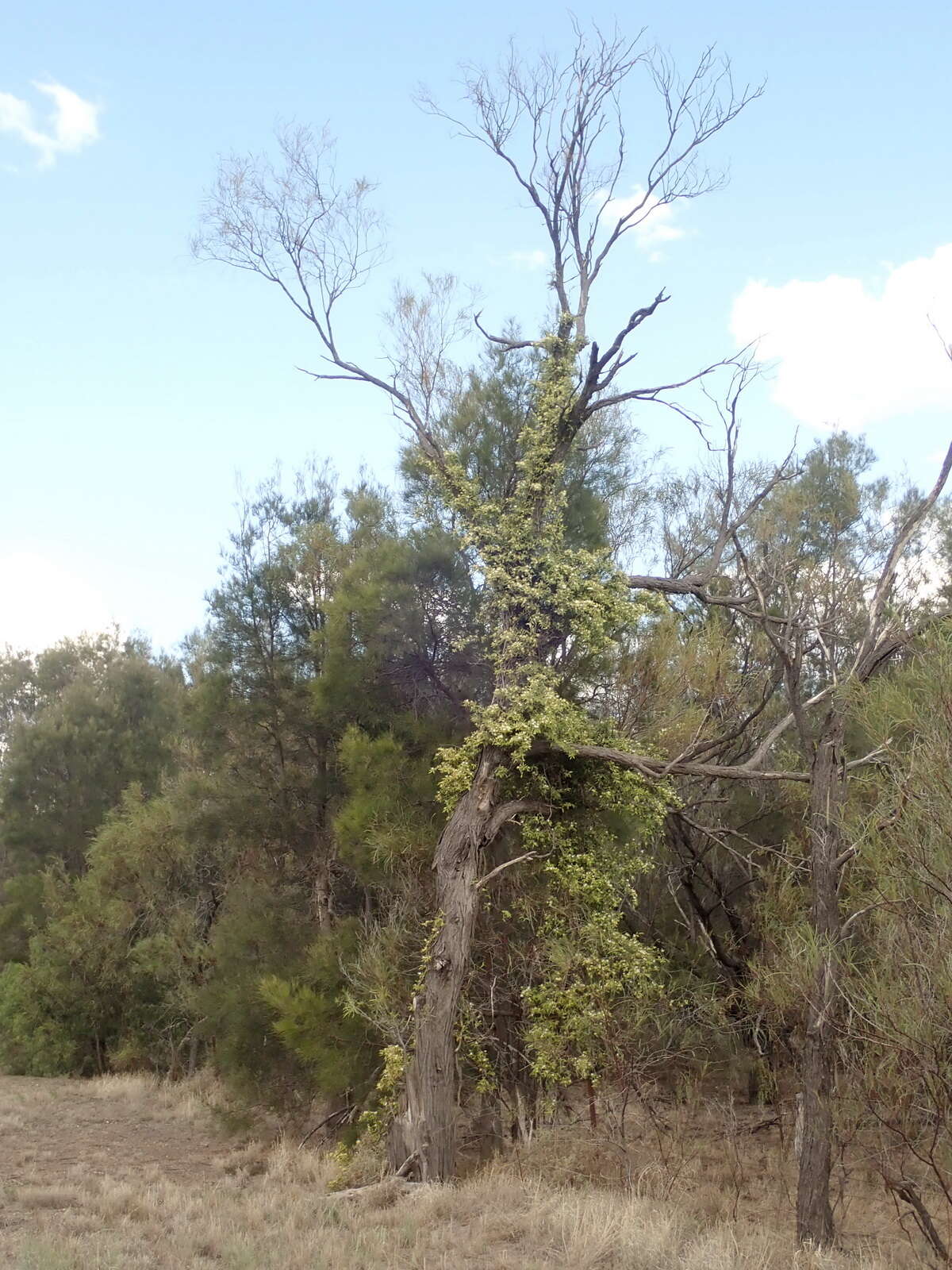 Image de Capparis lasiantha R. Br. ex DC.