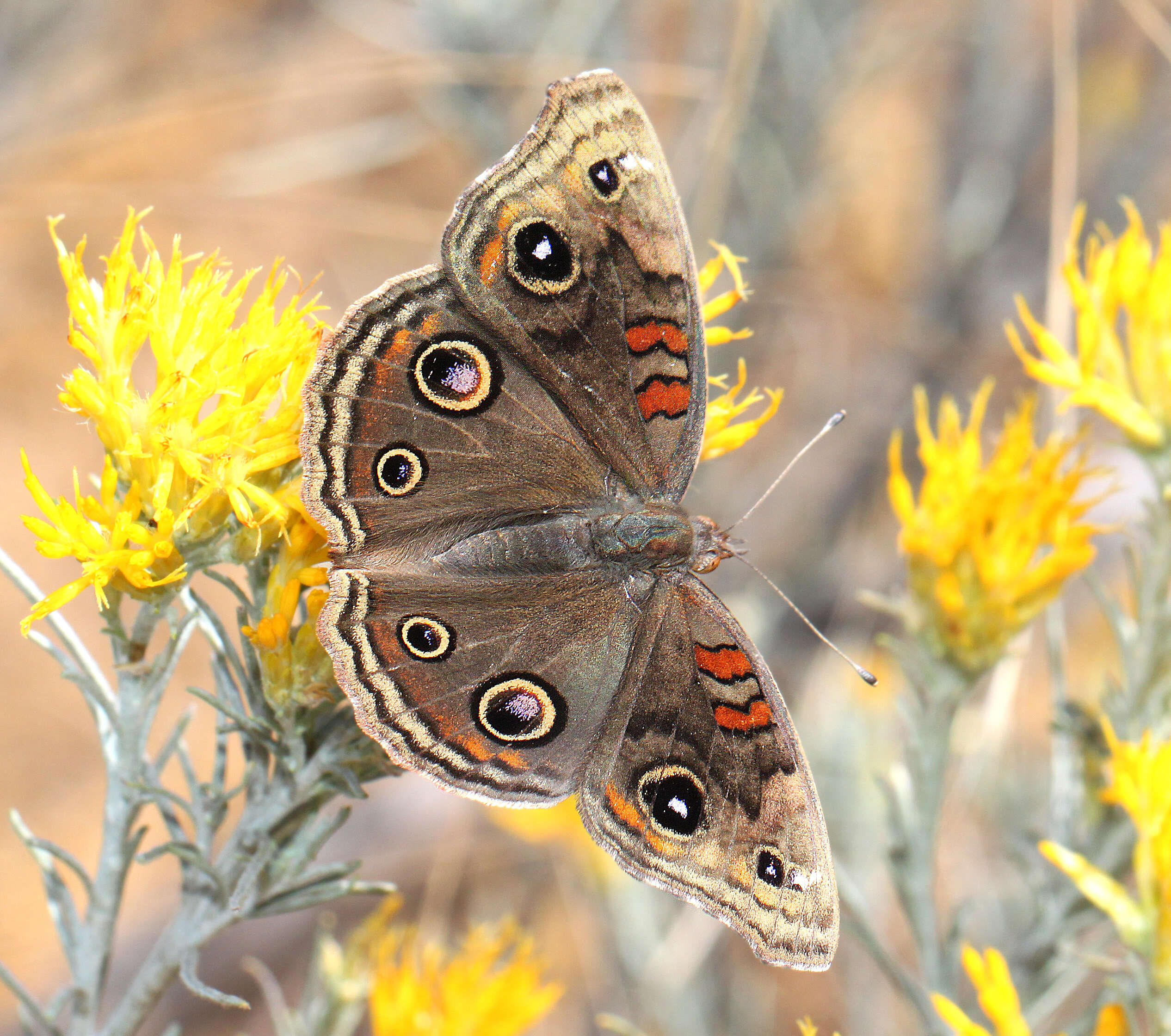 Image of Junonia nigrosuffusa Barnes & McDunnough 1916