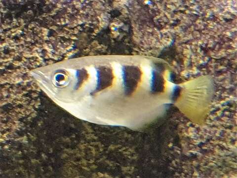 Image of Banded Archerfish