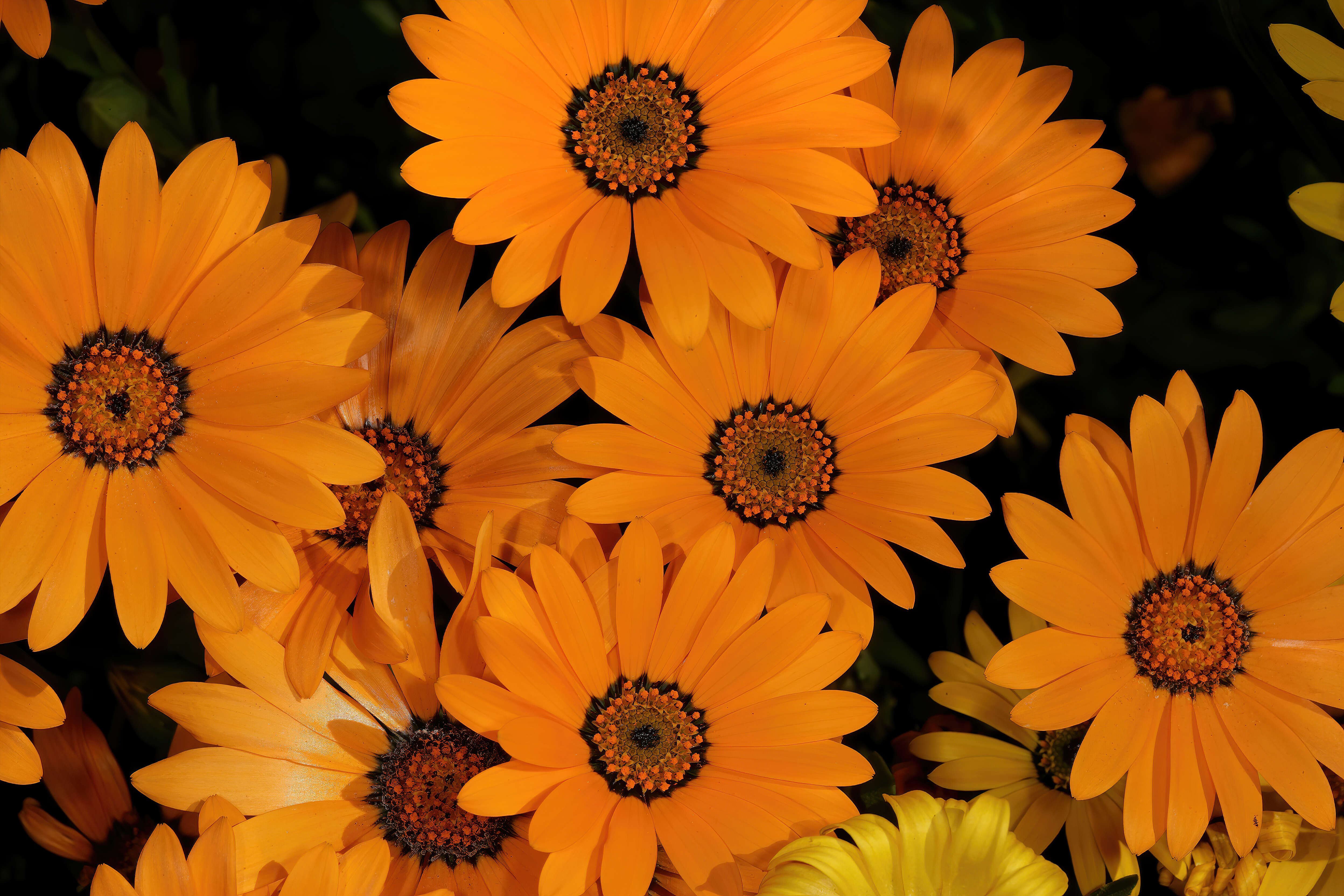 Image of glandular Cape marigold