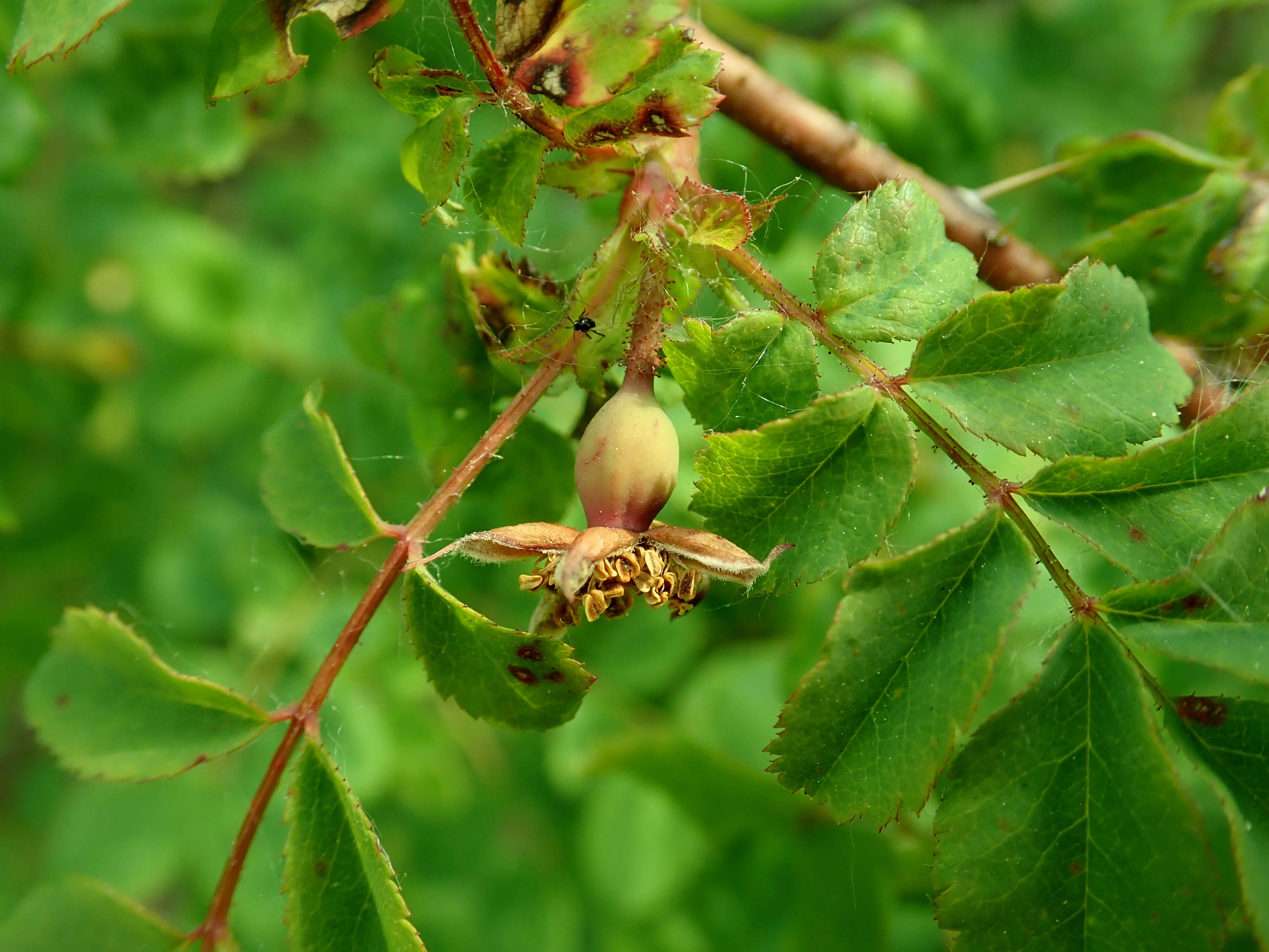 Imagem de Rosa gymnocarpa Nutt. ex Torr. & Gray