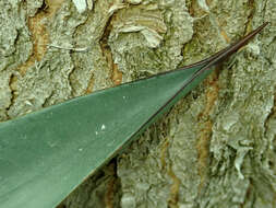 Image of tequila agave