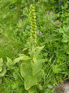 Imagem de Veratrum lobelianum Bernh.