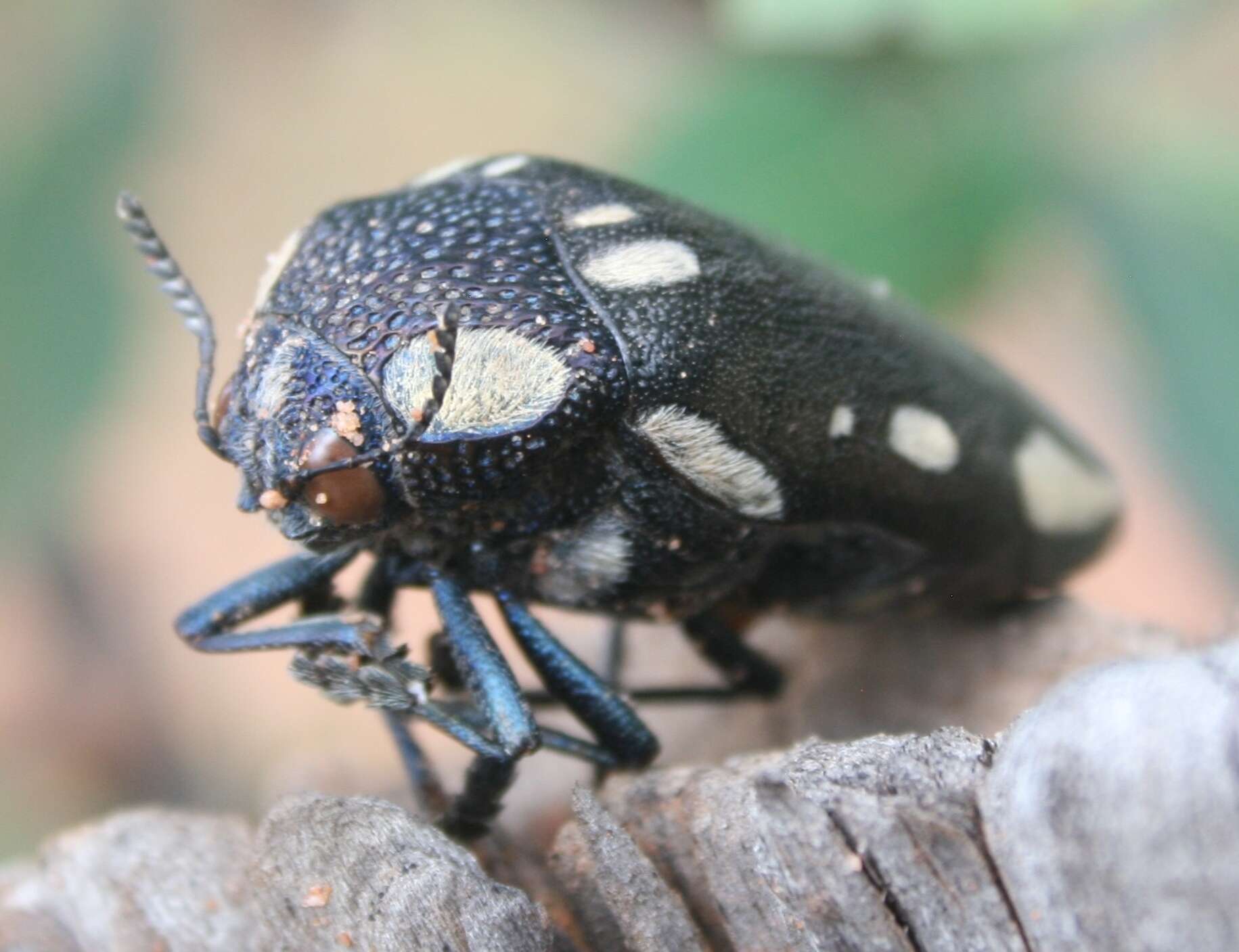 Imagem de Sternocera orissa Buquet 1837