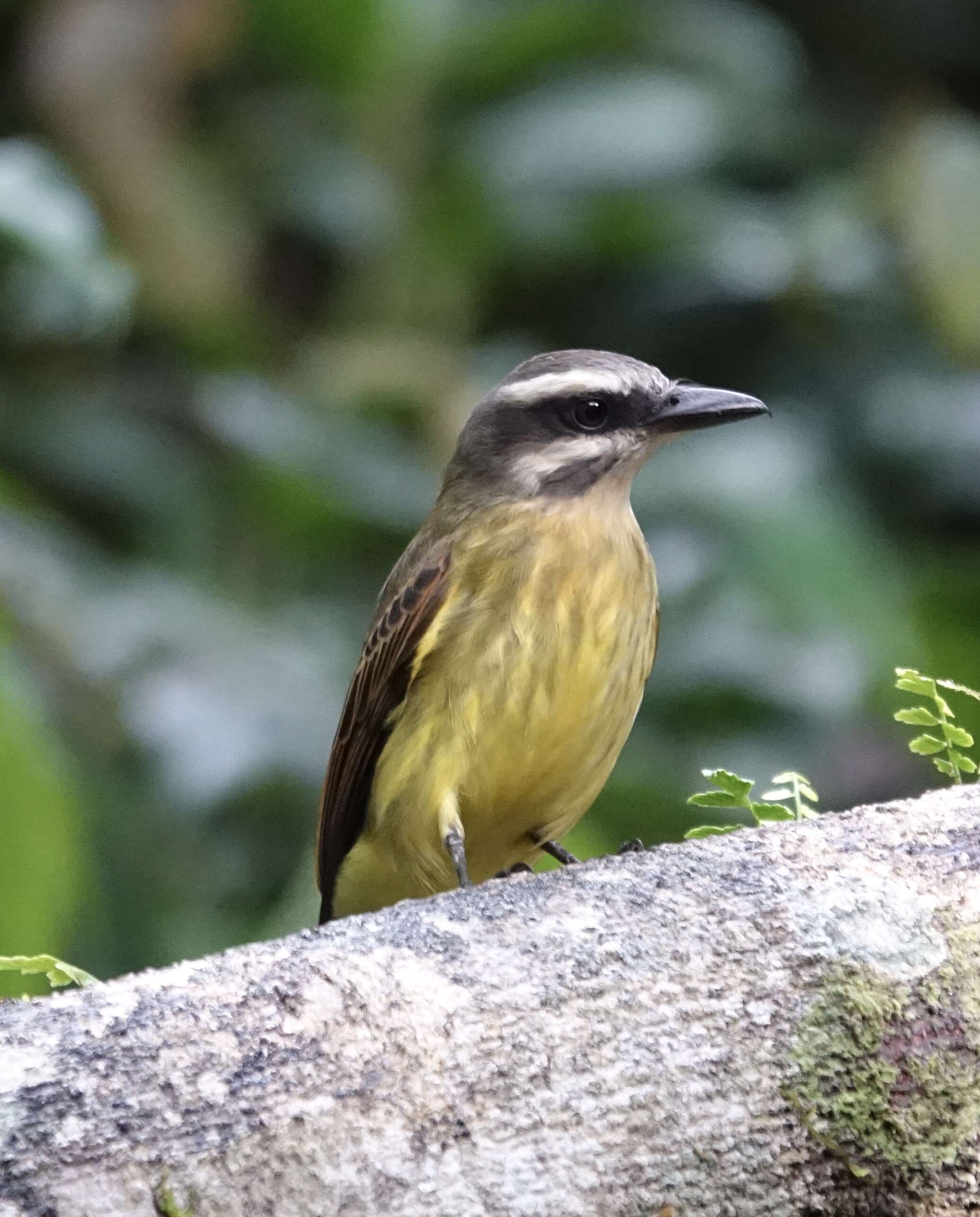 Image of Golden-crowned Flycatcher