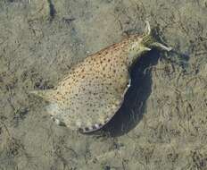 Image of sea hare