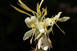 Слика од Hedychium coronarium J. Koenig