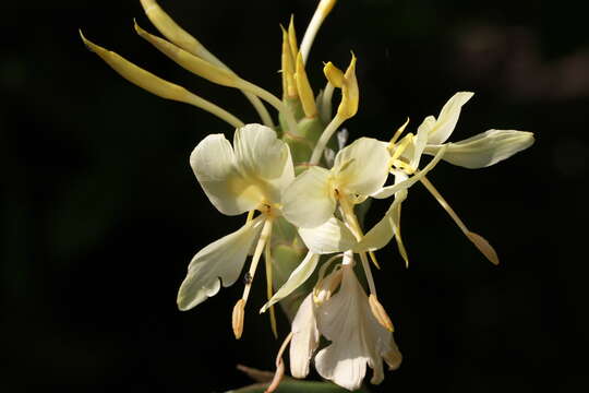 Image of white garland-lily