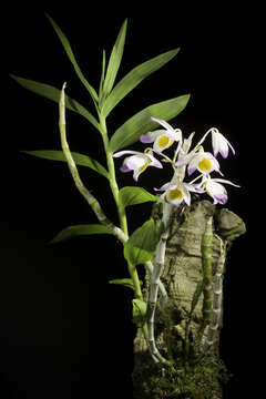 Dendrobium gratiosissimum Rchb. fil. resmi