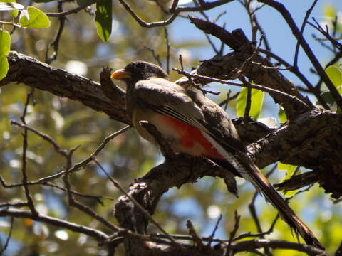 Слика од Trogon elegans Gould 1834