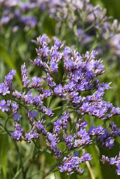 Image of Mediterranean sea lavender