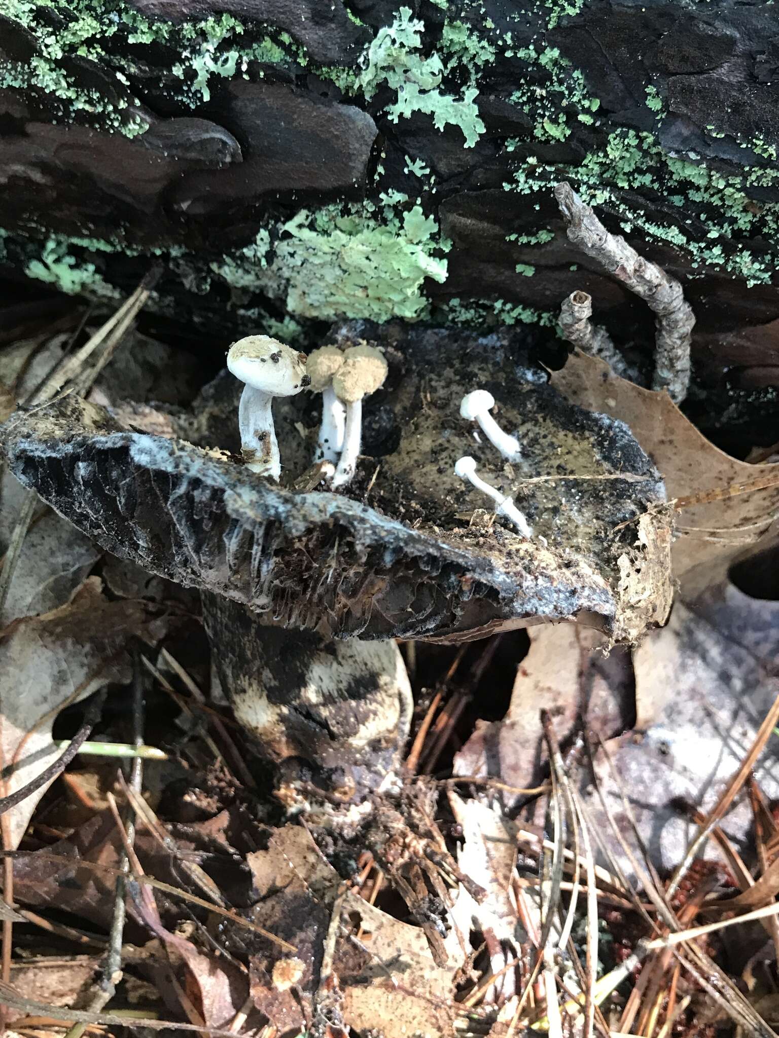 Image of Powdery Piggyback mushroom