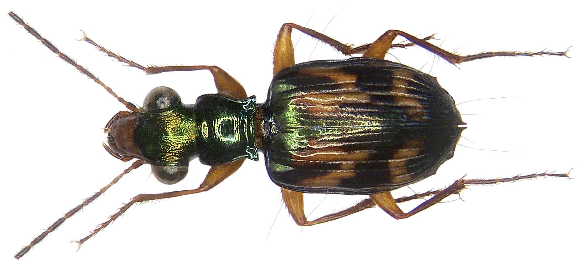 Image de Pericalus