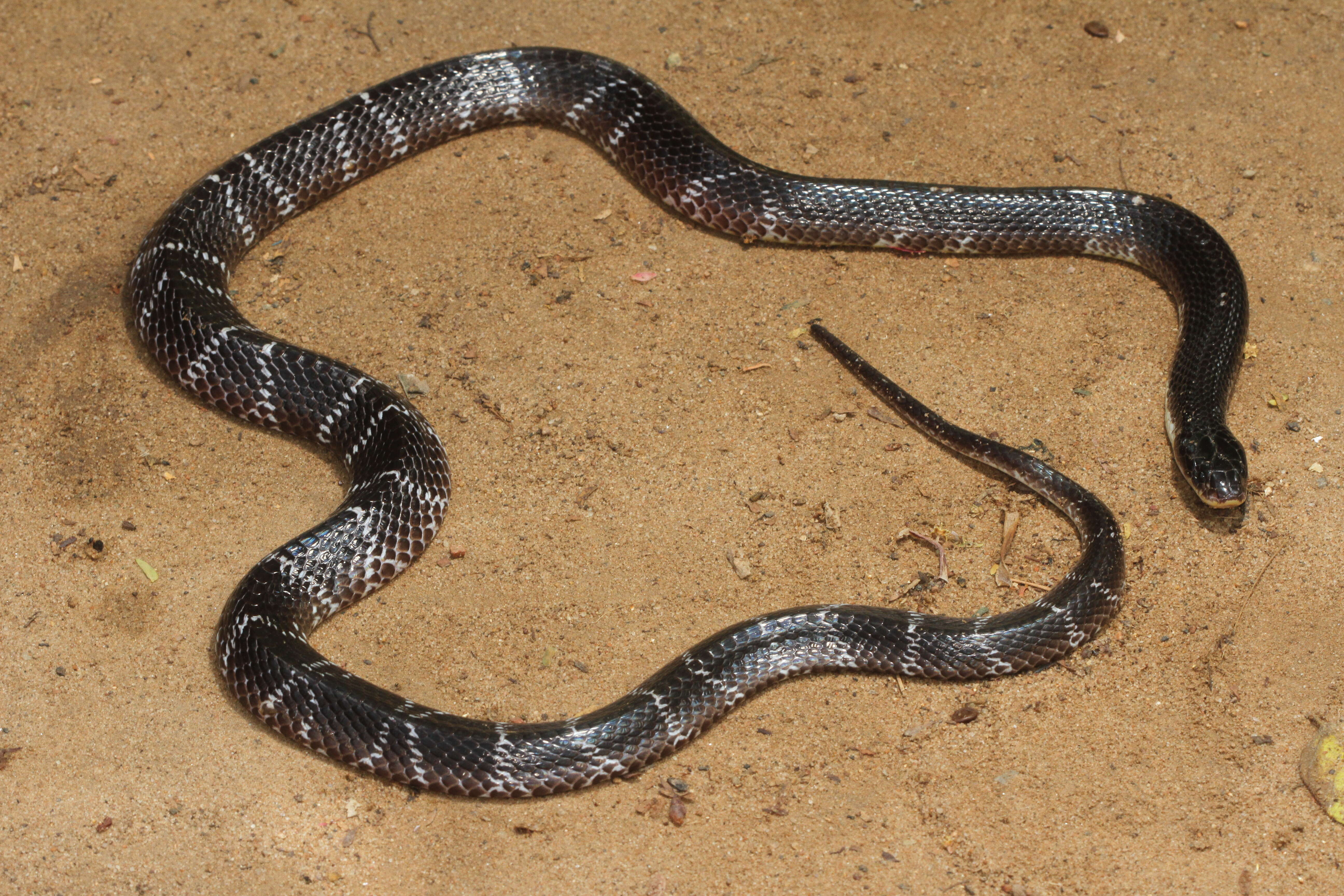 Image of Common Indian krait