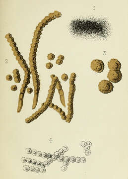 Image of Baudoinia compniacensis (Richon) J. A. Scott & Unter. 2007