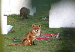 Image of Foxes